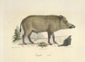 Sanglier, mâle, de Histoire Naturelle des Mammifères