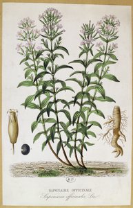 Saponaria officinalis, XIXe siècle