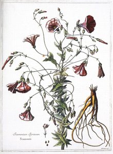 Scamoneum (Scamonium Syriacum) - de « La collection de plantes gravées par ordre de Louis XIV » - French School