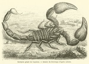 Scorpion géant de Cayenne - French School