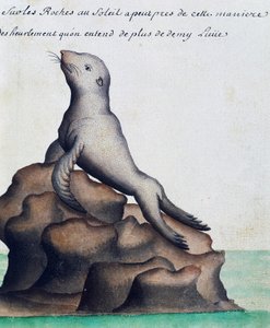 Phoque, Îles Galápagos, aquarelle du journal de bord de Jacques Gouin de Beauchesne (1652-1730), capitaine de la Compagnie royale de la Mer du Sud, de 1698 à 1701, France - French School