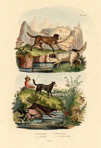 Chien de berger, 1833-39