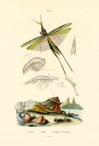 Sauterelle à face oblique, 1833-39