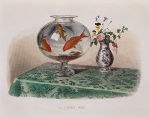Les poissons rouges (poissons rouges dans leur bocal) - dans « Lacepède »