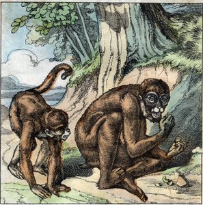 Le singe et la noix. Fable de Jean-Pierre Claris de Florian (1755-1794) romancier, poète et fabuliste français. Illustration de la fin du XIXe siècle.