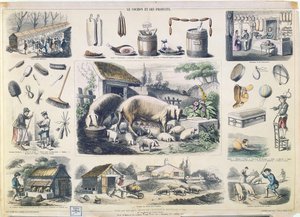 Le cochon et ses produits