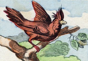 Le cardinal. Gravure dans "Buffon Alphabet des Oiseaux n° 2". 3e Série n° 2. Imagerie d