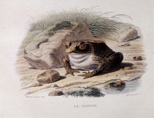 Le crapaud commun (Bufo bufo) - dans « Lacepède »