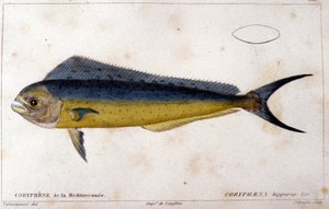 La coryphène de la Méditerranée d