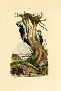 Pic tridactyle, 1833-39 - French School