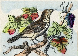 Grive. Gravure dans "Buffon Alphabet des Oiseaux n° 1". 3e Série n° 1. Imagerie d