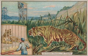 Tigre (chromolitho)