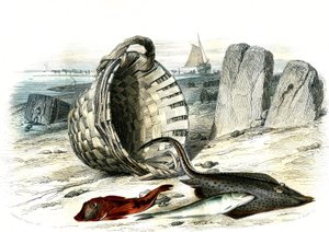 Trigle grondin (Trigle cuculus), merlan (merlangius merlangus), raie grondin (dipturus batis) - Planche extraite de Histoire Naturelle par Bernard Germain de Lacépède (1856-1925), édition P. Furme, Paris - French School