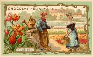 Tulipes, Pays-Bas (chromolithographie)