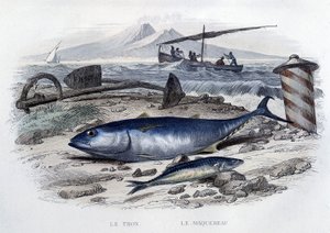 Thon et maquereau - dans "Histoire naturelle" par Lacépède, T.II, éd. Furne et Cie, Paris - French School