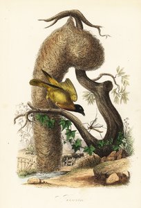 Tisserin gendarme, Ploceus cucullatus, avec nid en herbe tissée