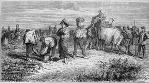 Viticulture dans le Médoc : cueillette des raisins pendant la récolte. Gravure dans « Le Monde Illustré » n°561 du 11 janvier 1868. - French School