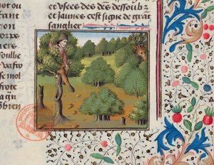Attente des cerfs cachés dans un arbre, du Livre de la Chasse par Gaston Phébus