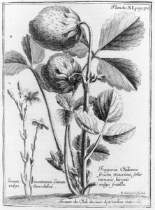 Fraise de pin de la côte ouest, de Relation du voyage de la mer du sud aux côtes du Chili et du Pérou 1712-16 par A.F. Frezier, publié en 1716