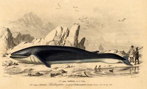 Baleine ou baleinoptère (Balaenoptera rorqual)