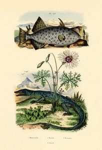 Poisson-lime à taches blanches