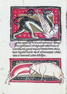 Sanglier et griffon, miniature du Bestiaire de Saltykowchsh Edrin