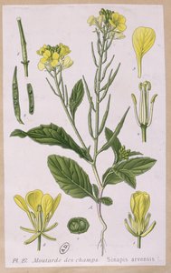 Moutarde sauvage (Sinapis Arvensis)