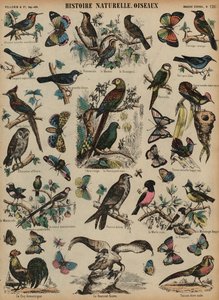 Oiseaux sauvages