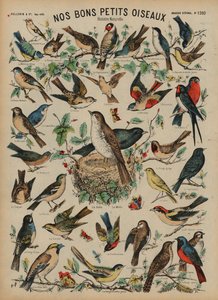 Oiseaux sauvages