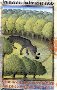 Loup - dans « Livre de chasse de Gaston Phébus, comte de Foix, seigneur de Béarn »