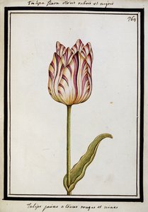 Tulipe jaune avec des stries rouges et noires, vers 1700