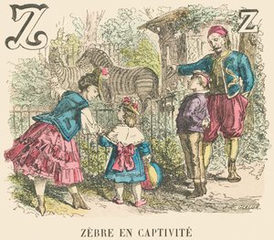 Z : Zèbre en captivité