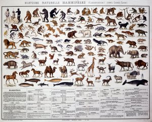 Zoologie : classification des mammifères selon le biologiste français Georges Cuvier (1769-1832). Tableau d