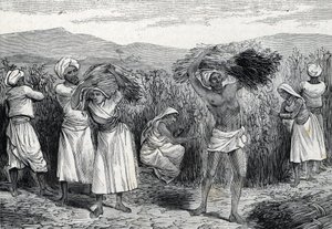 Récolte de smilax commun ou salsepareille ou liseron rugueux au Pérou (gravure) 1888