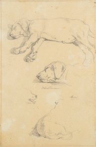 Études de chiens : Waldmann et Ami