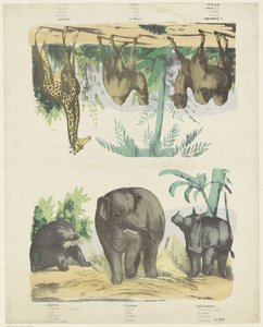 Animaux sauvages