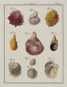 Coquillages : Chamae, Pinnae, du Neues systematisches Conchylien-Cabinet, 1784