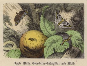 Papillon de la Pomme, Chenille de la Groseille et Papillon