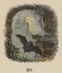 Chauve-souris