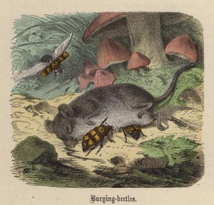 Nécrophores - Friedrich Specht