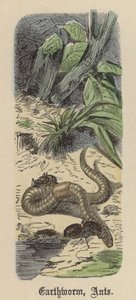 Ver de Terre, Fourmis - Friedrich Specht