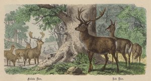 Daim, Cerf Rouge