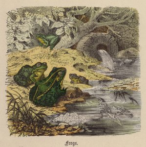 Grenouilles