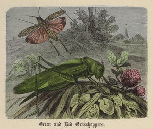 Sauterelles vertes et rouges - Friedrich Specht