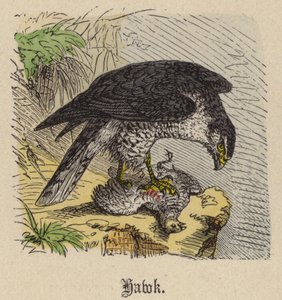 Faucon - Friedrich Specht