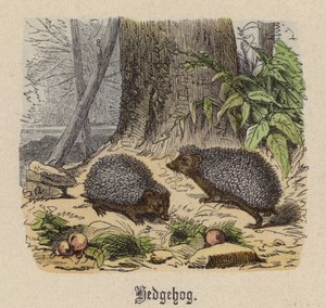 Hérisson (gravure en couleur)