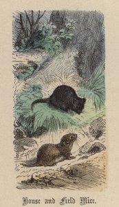 Souris domestiques et des champs
