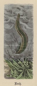 Sangsue