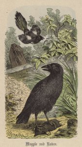 Pie et Corbeau