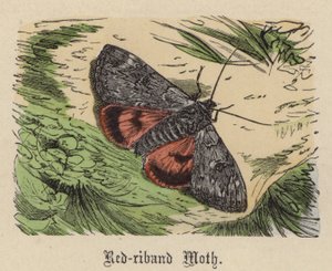 Papillon à ruban rouge